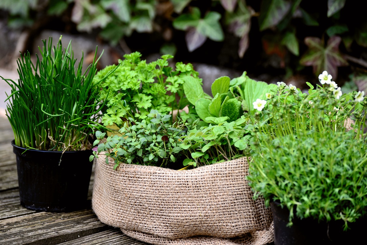 Drying Herbs from Your Garden 101